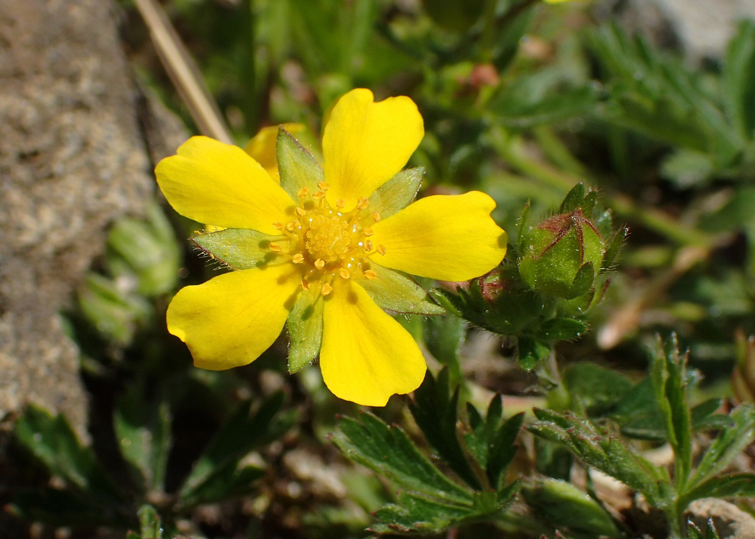 Frühlings-Fingerkraut