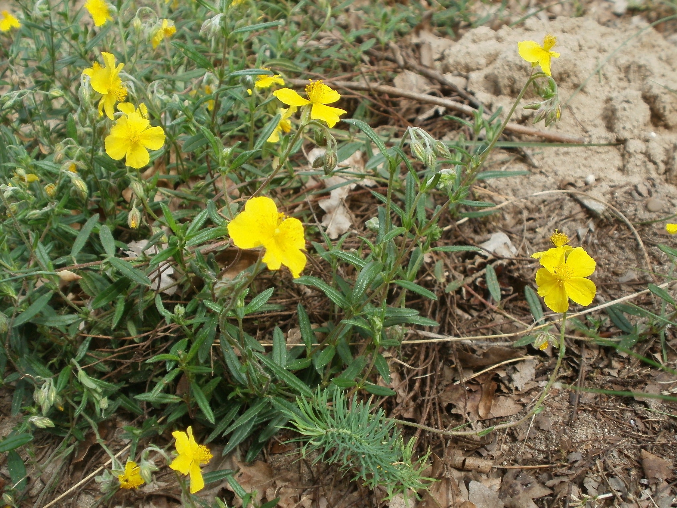 Gelbes Sonnenröschen