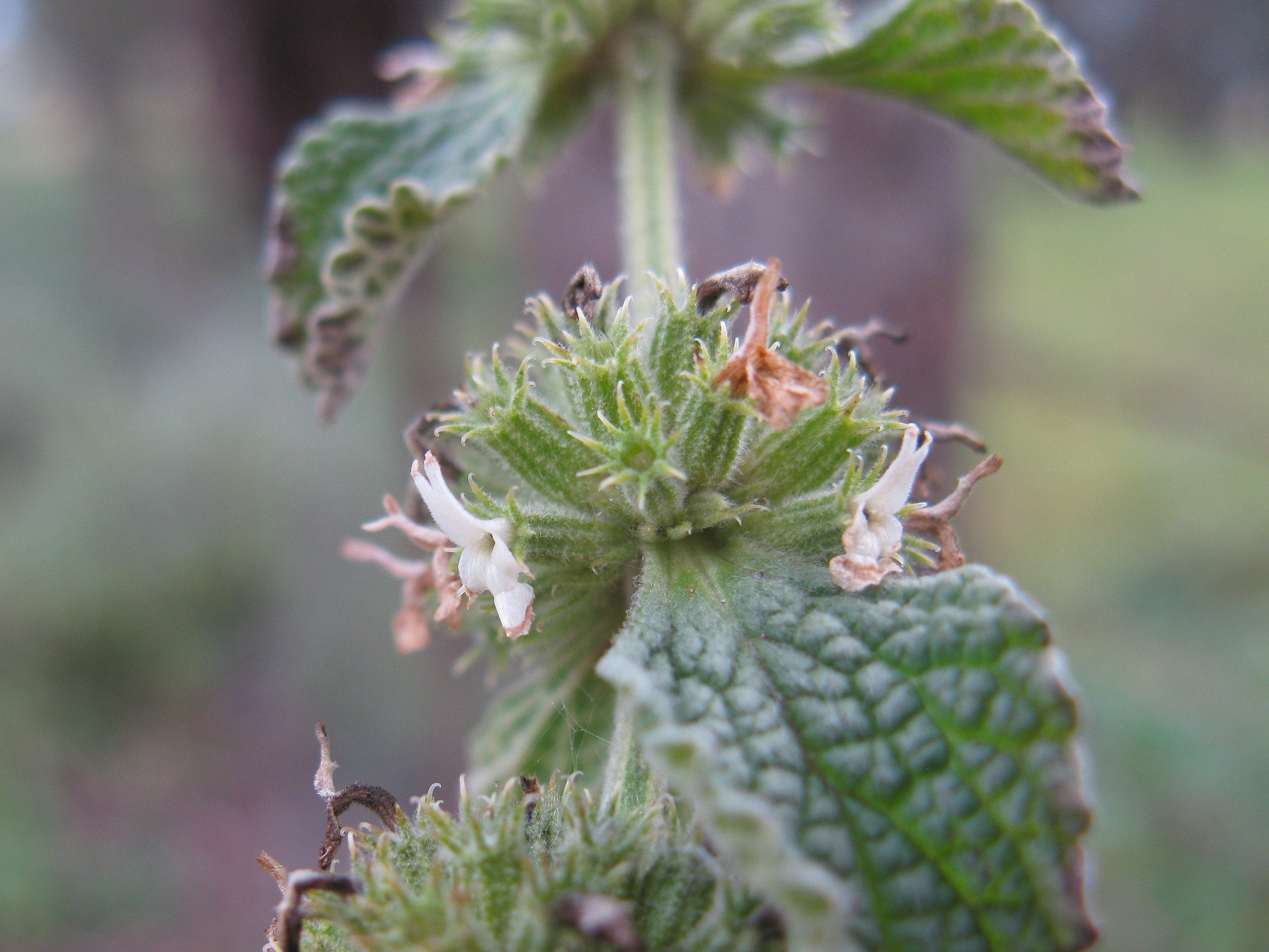 Gewöhnlicher Andorn