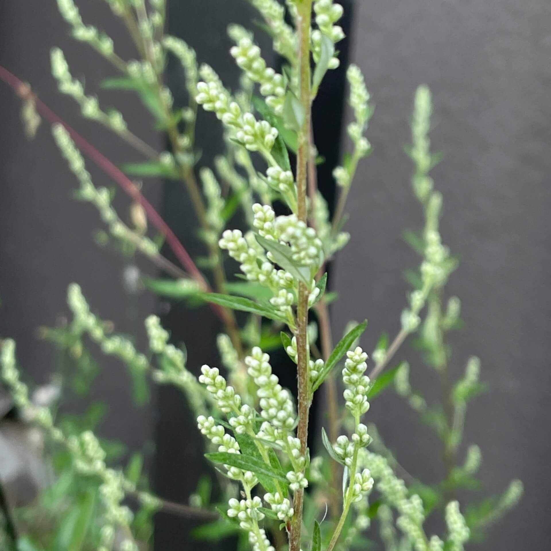 Gewöhnlicher Beifuß