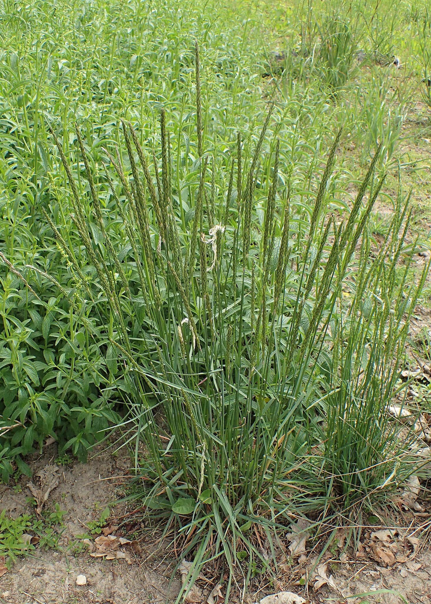 Großes Schillergras