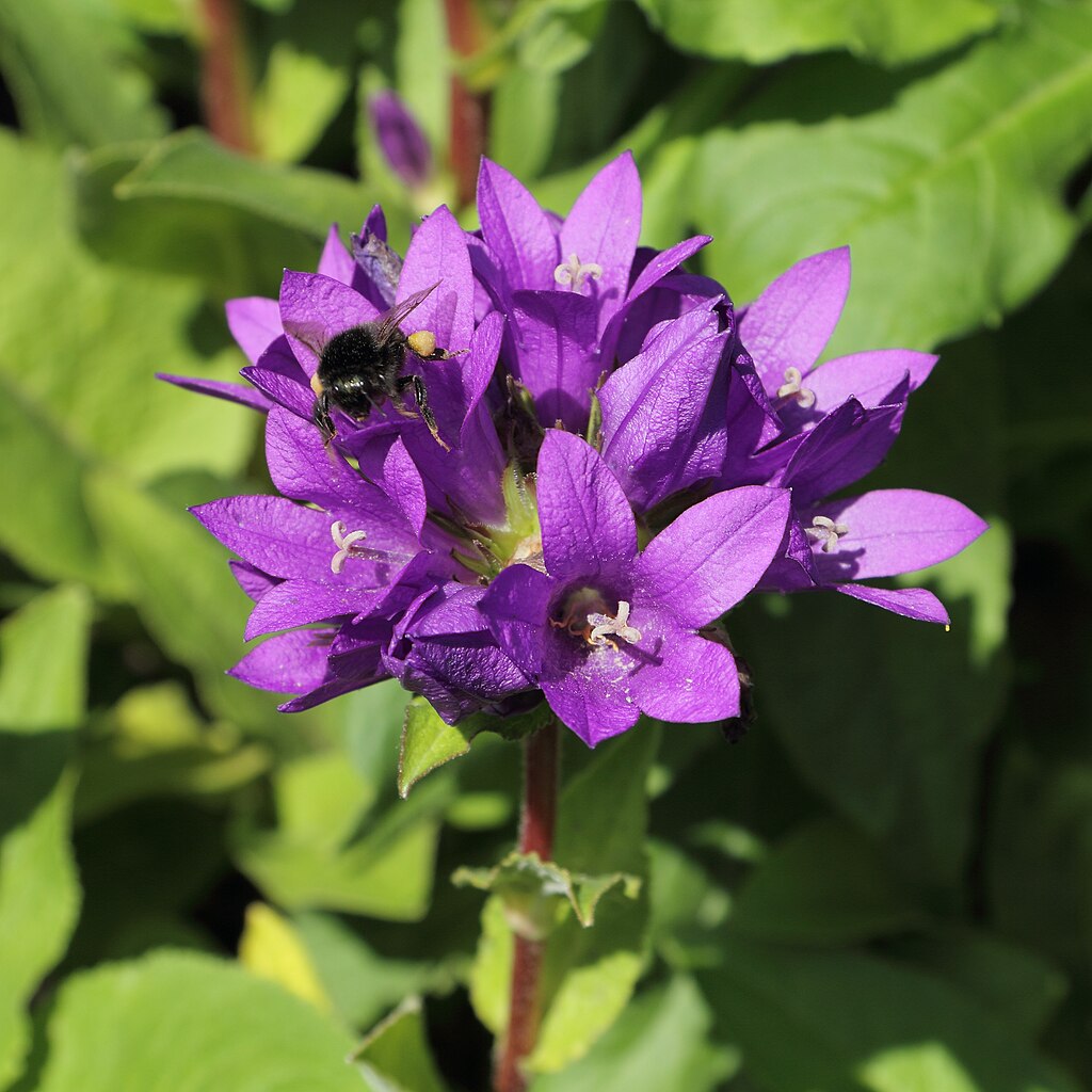 Knäuel Glockenblume