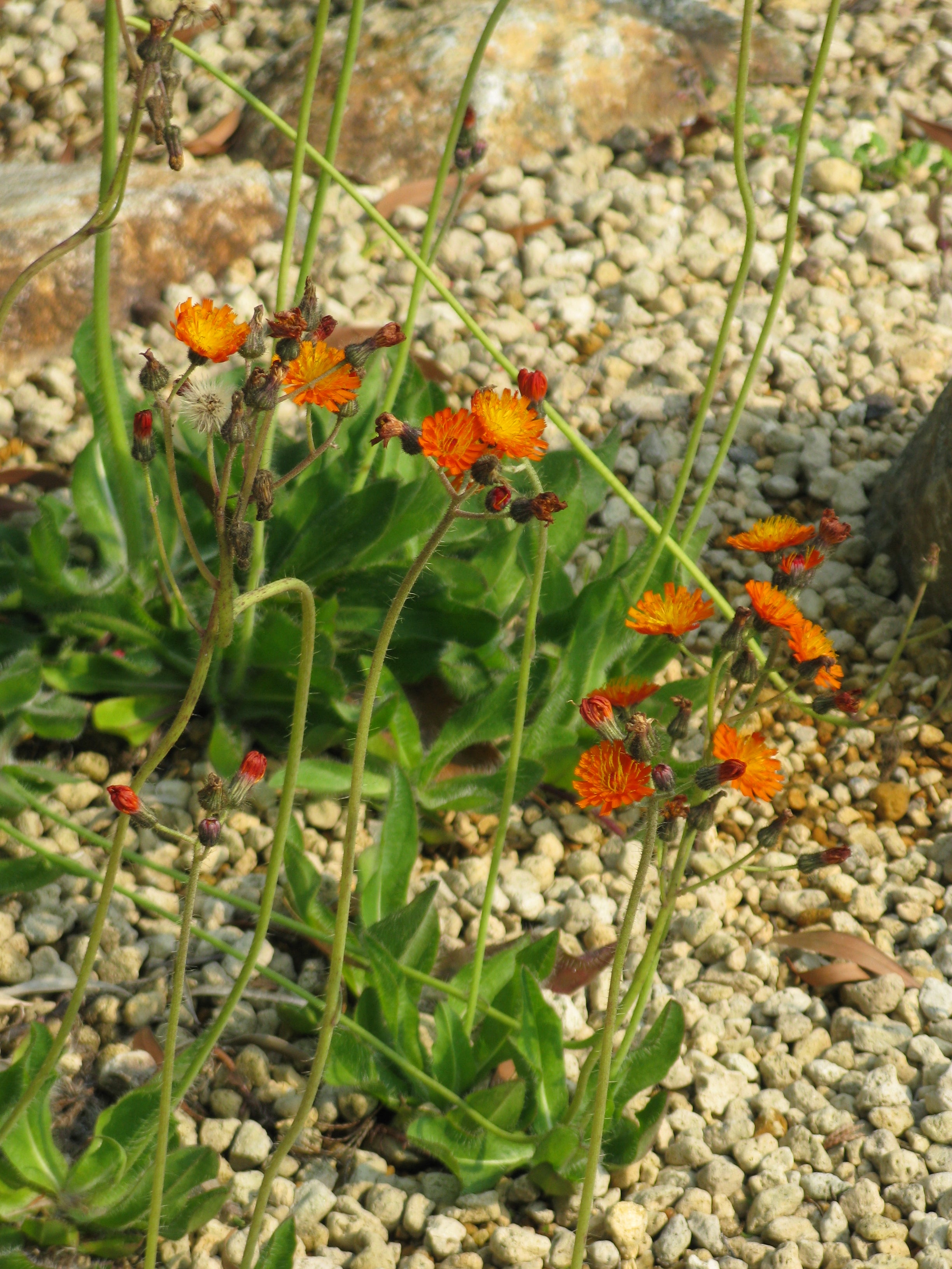 Orangerotes Habichtskraut