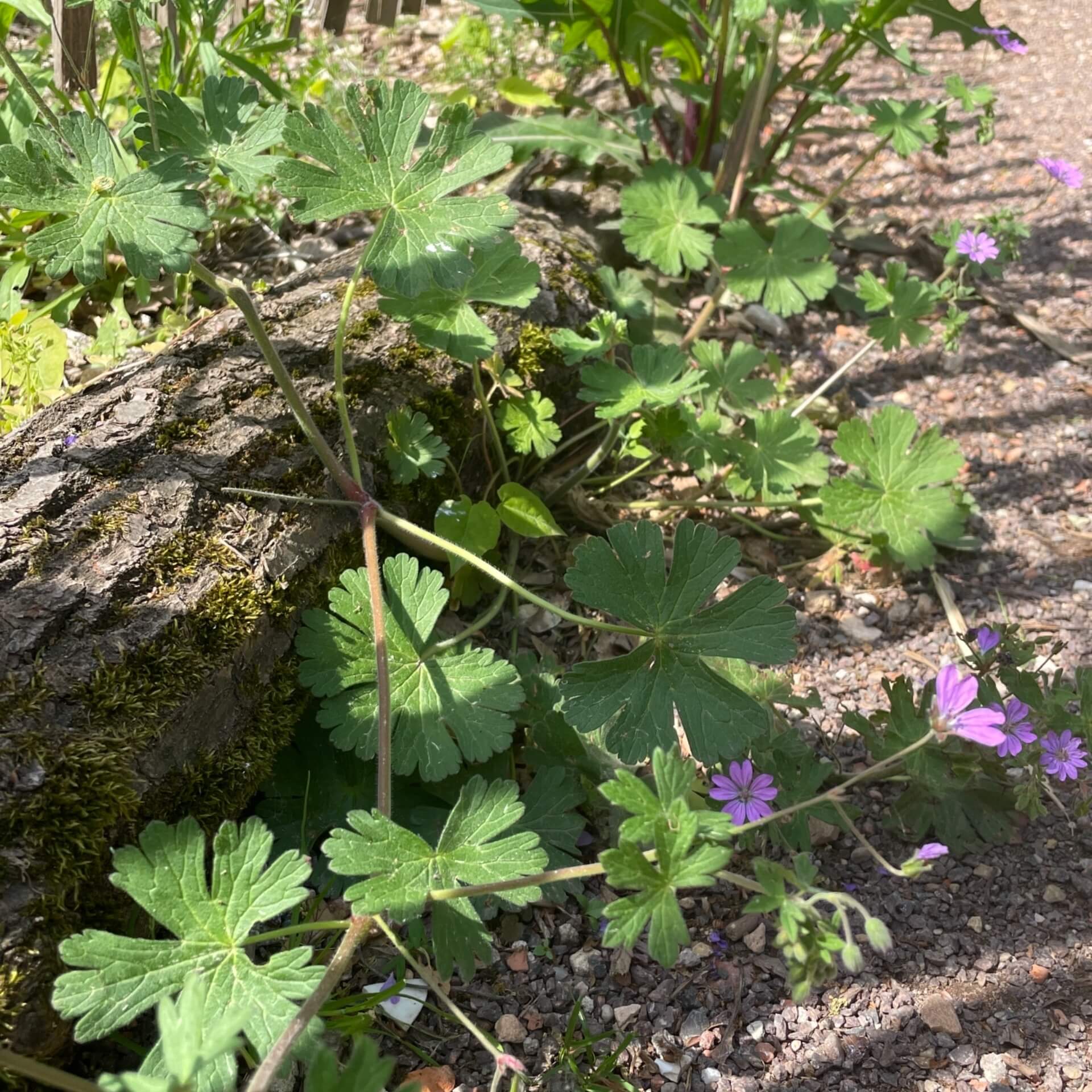 Pyrenäen-Storchschnabel