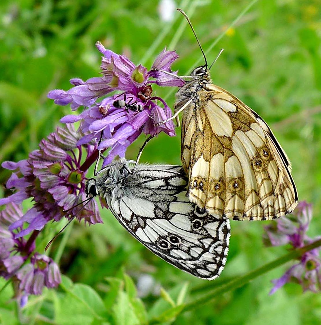Quirlblütiger Salbei