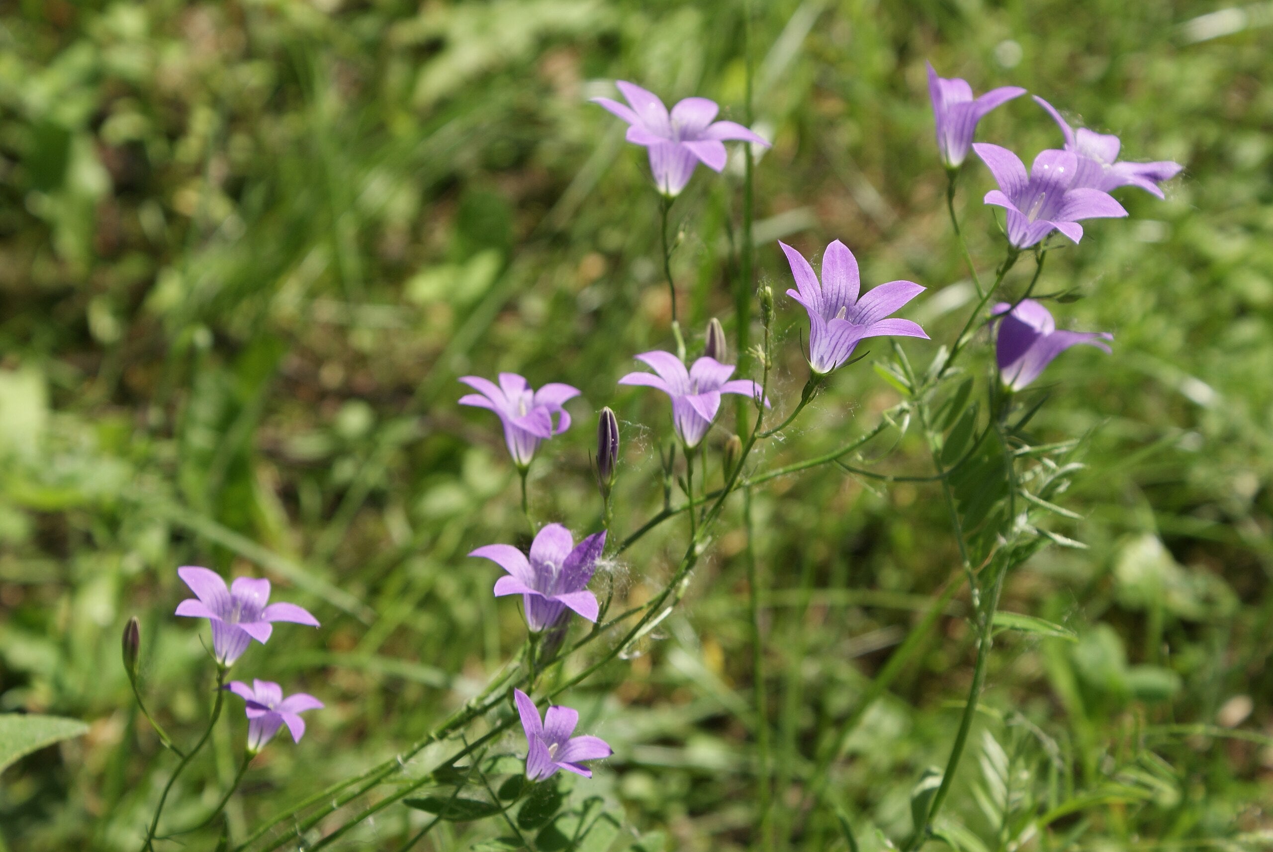 Rapunzel-Glockenblume