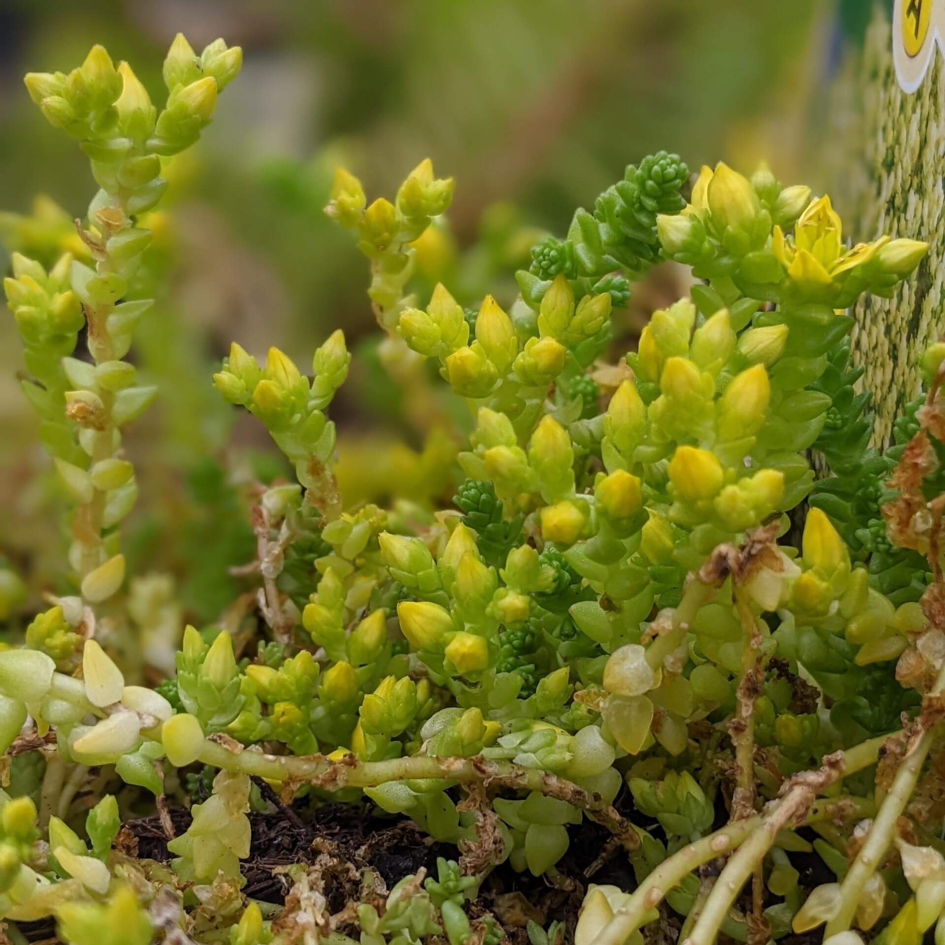 Scharfer Mauerpfeffer