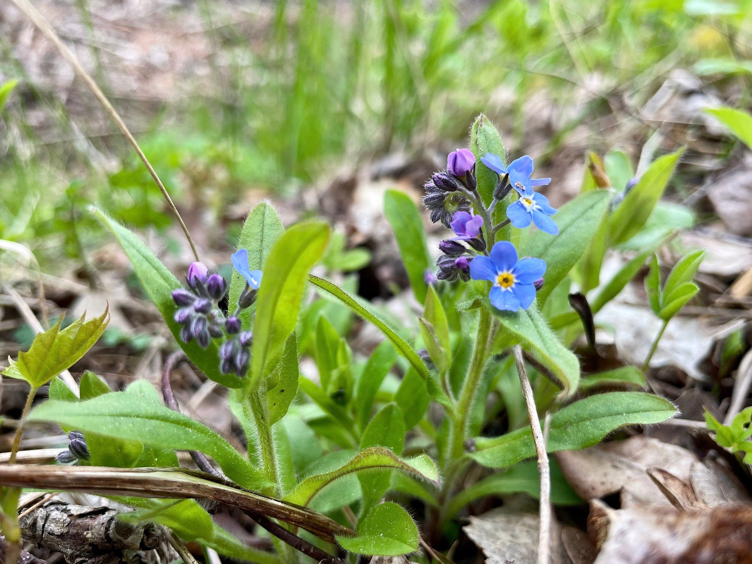 Sumpf- Vergissmeinnicht