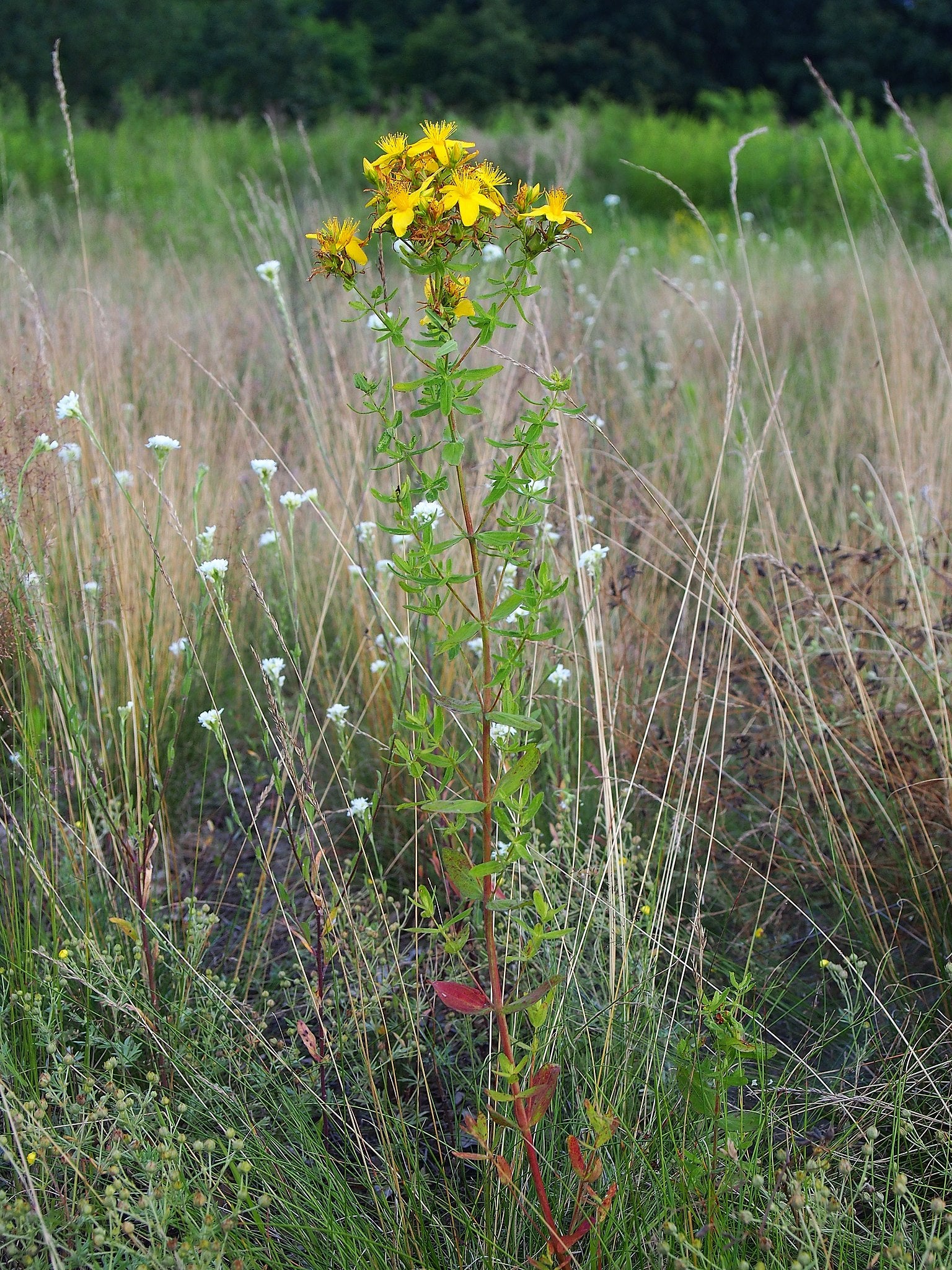 Tüpfel-Johanniskraut