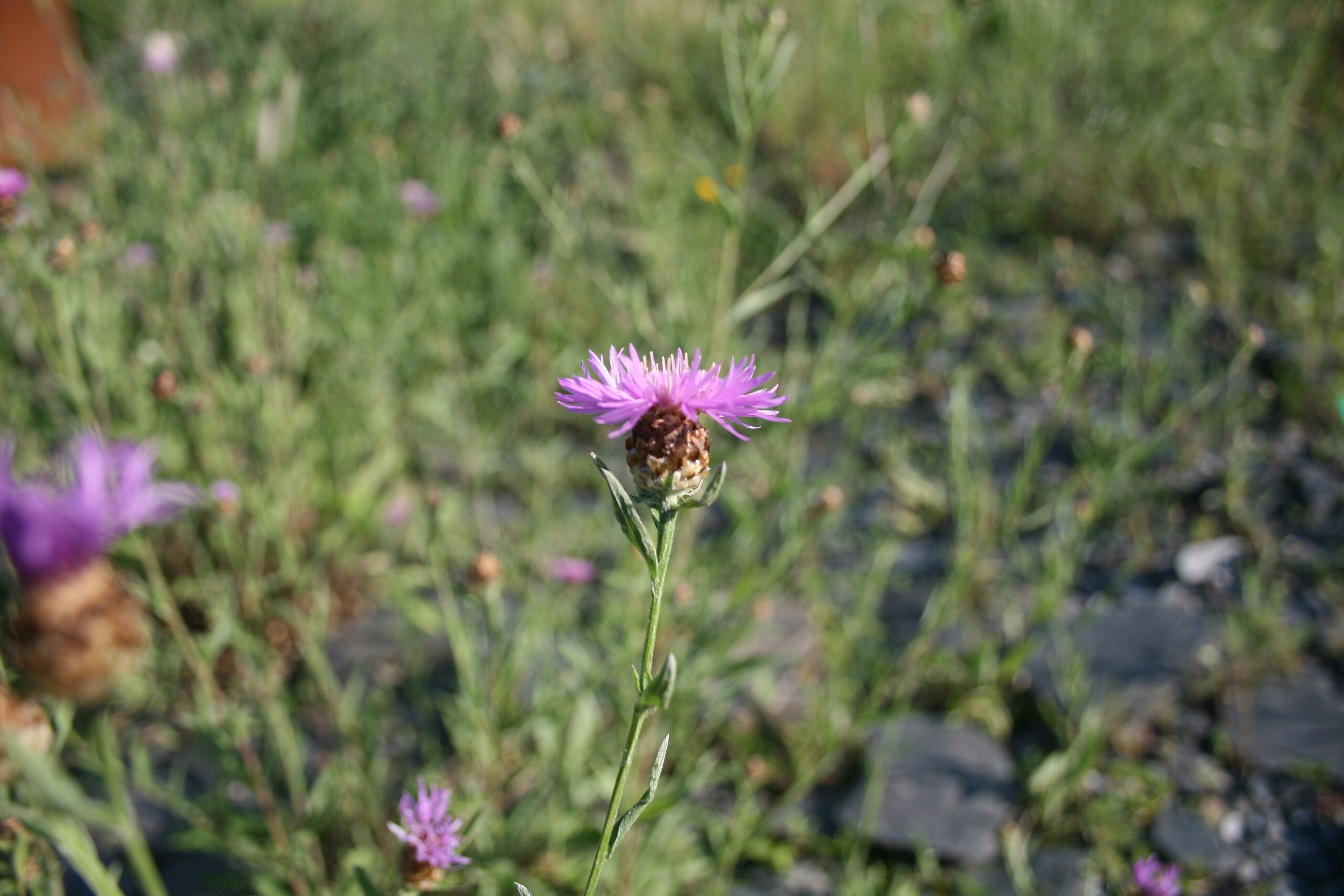 Ungarische Flockenblume