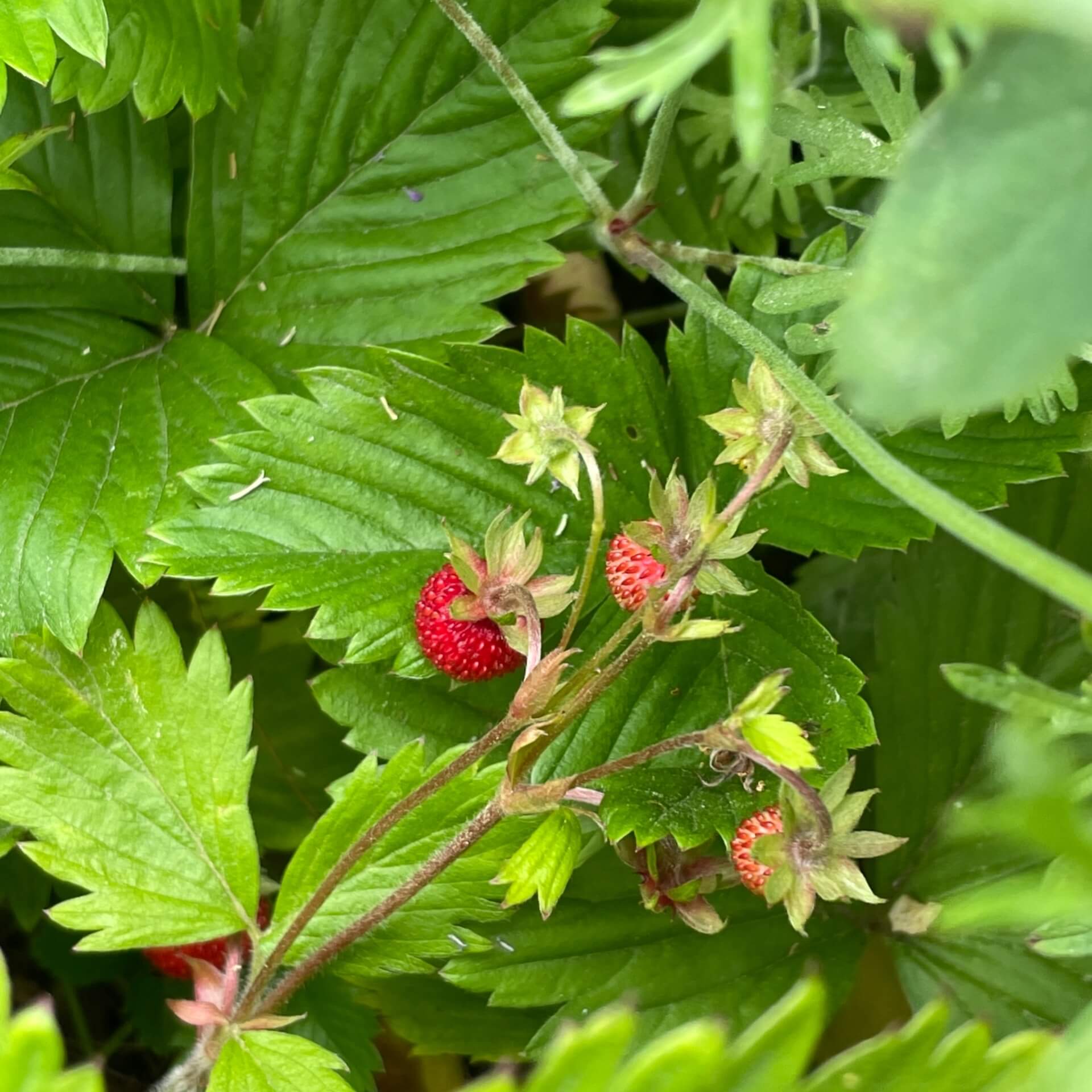 Wald-Erdbeere