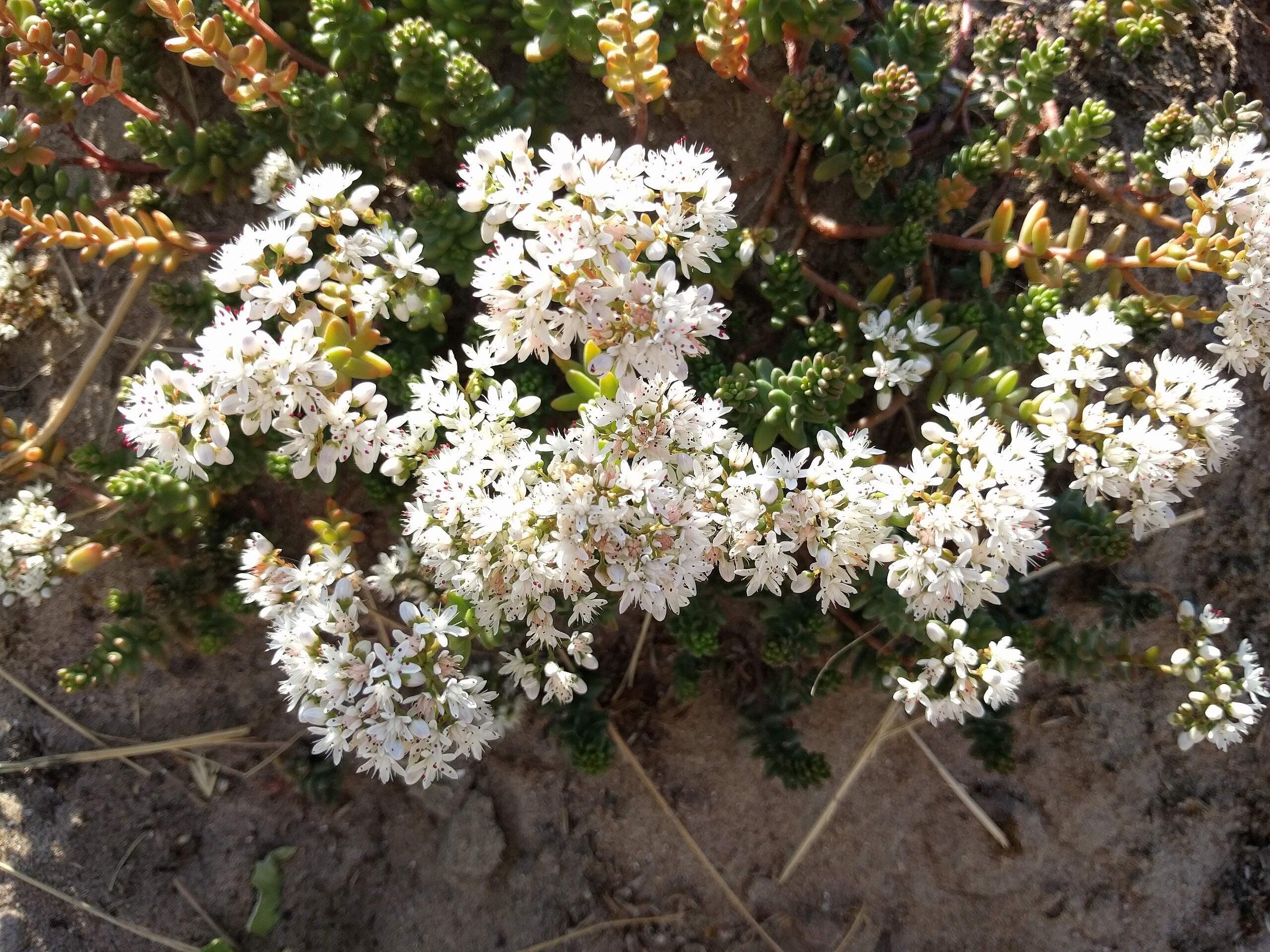 Weißer Mauerpfeffer