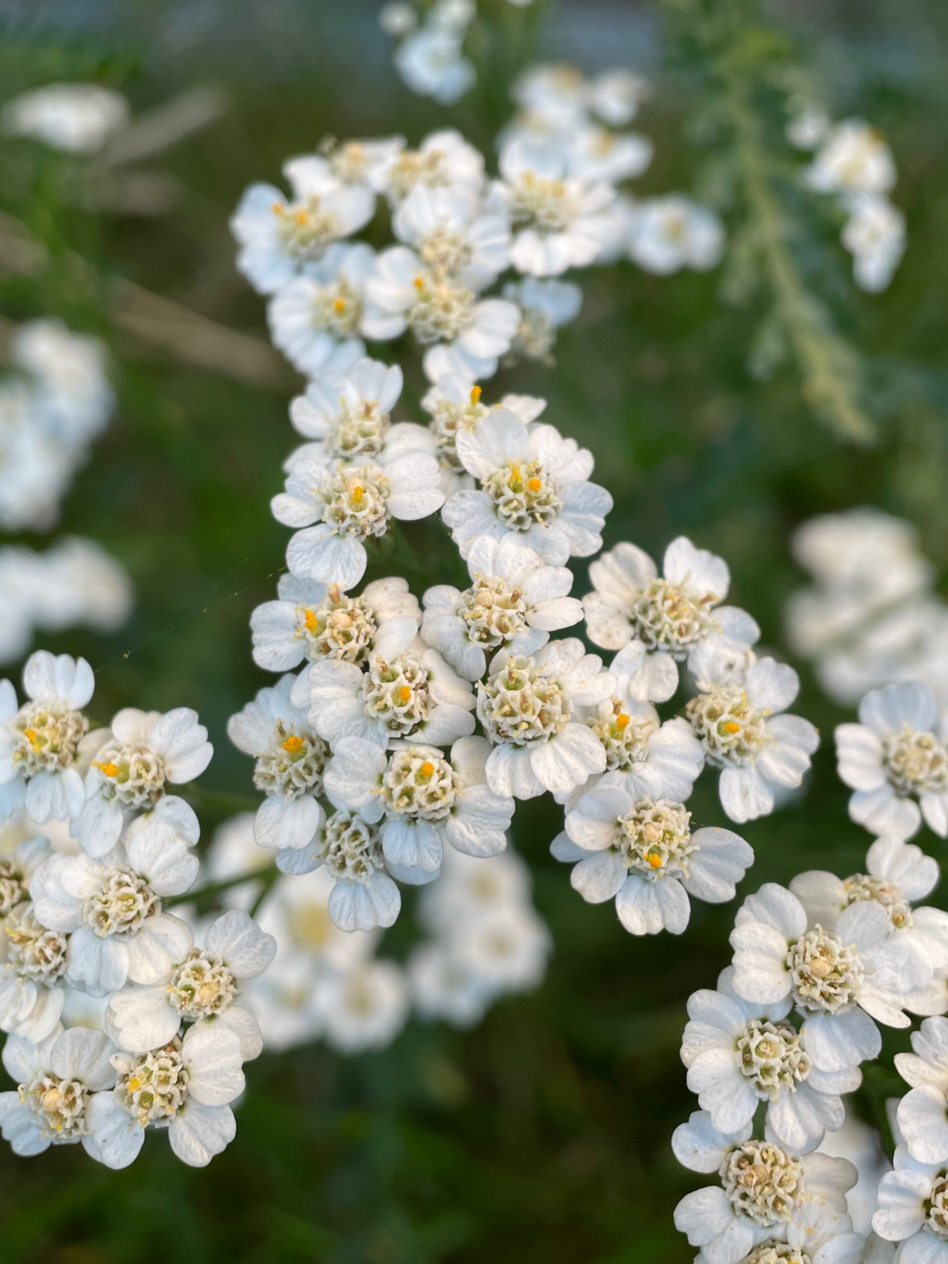 Schafgarbe (Achillea millefolium)