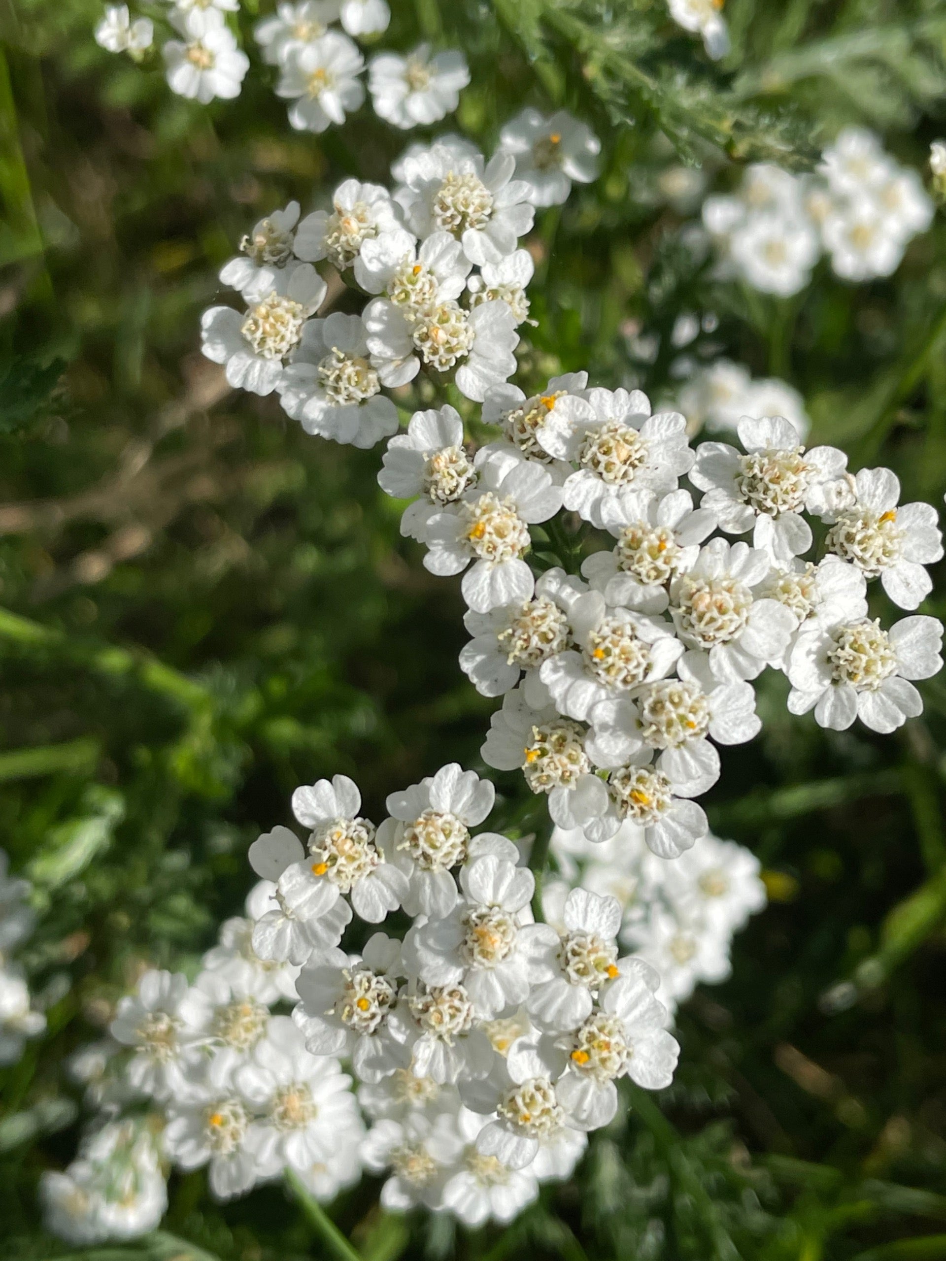 Schafgarbe (Achillea millefolium)
