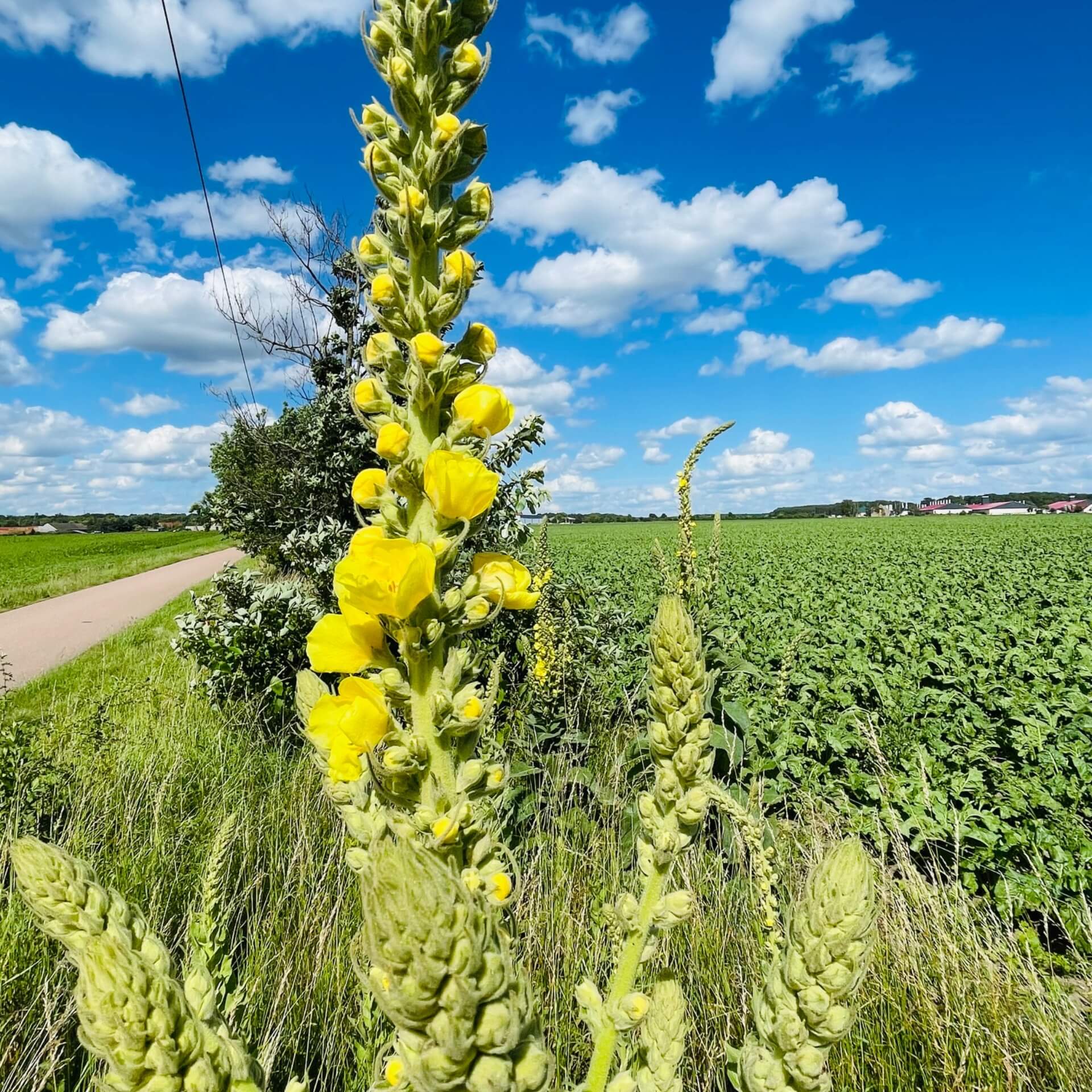Großblütrige Königskerze